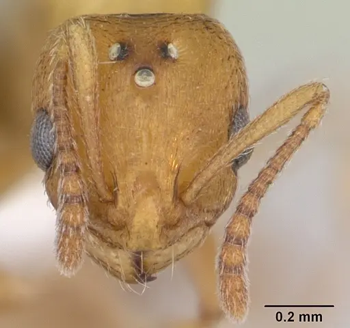 Royidris admixta - CASENT0173585