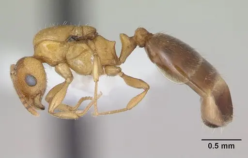 Royidris admixta - CASENT0173585