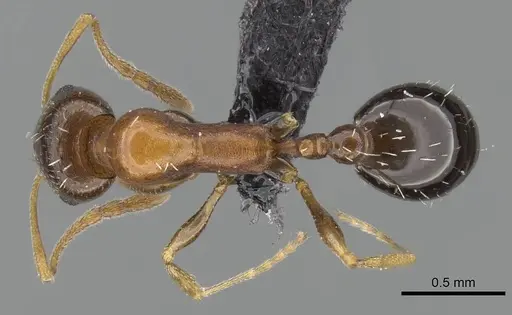 Royidris anxietas specimen