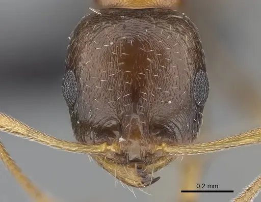 Royidris anxietas specimen