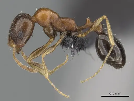 Royidris anxietas specimen