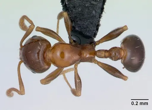 Royidris clarinodis specimen