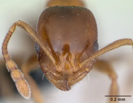 Royidris clarinodis specimen