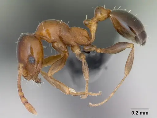 Royidris clarinodis specimen