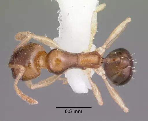 Royidris clarinodis - CASENT0102685