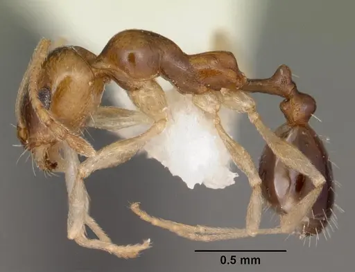 Royidris clarinodis - CASENT0102685