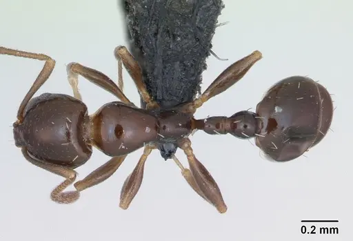 Royidris clarinodis - CASENT0453836