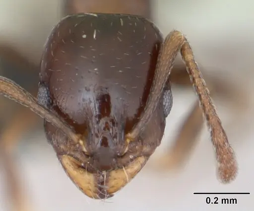 Royidris clarinodis - CASENT0453836