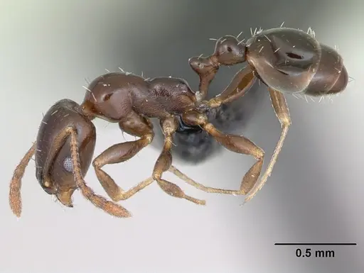 Royidris clarinodis - CASENT0453836