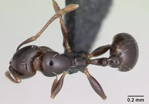 Royidris clarinodis - CASENT0453839