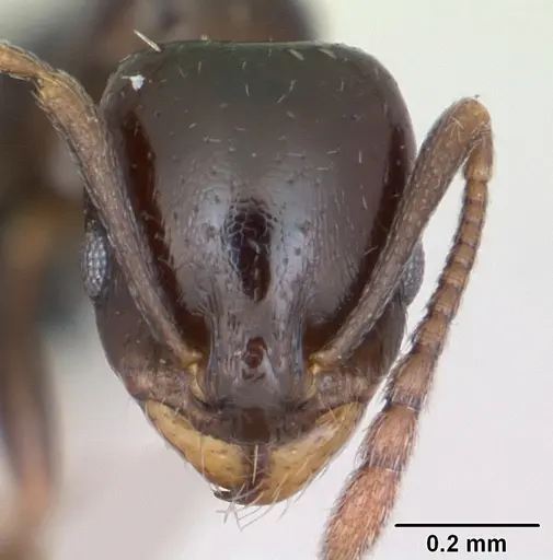 Royidris clarinodis - CASENT0453839