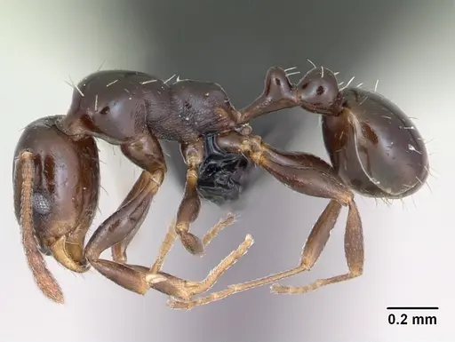 Royidris clarinodis - CASENT0453839