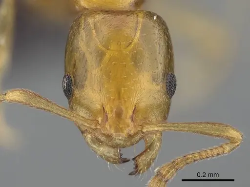 Royidris depilosa specimen