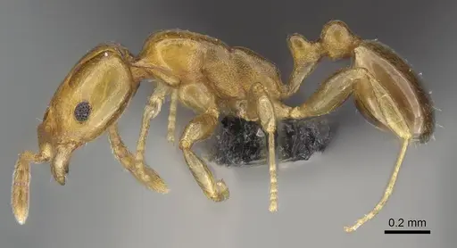 Royidris depilosa specimen