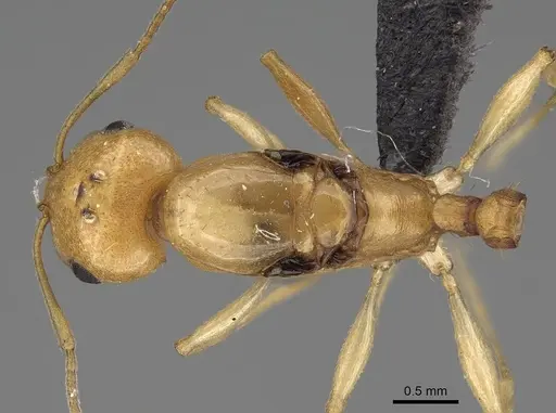 Royidris diminuta specimen