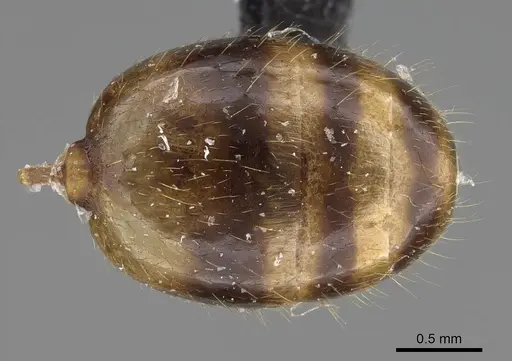 Royidris diminuta specimen