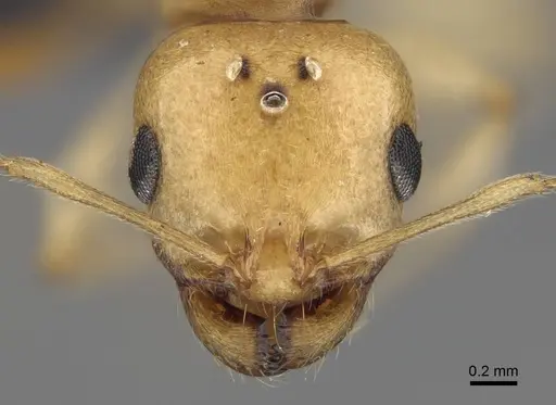 Royidris diminuta specimen