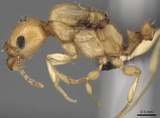 Royidris diminuta - CASENT0002419