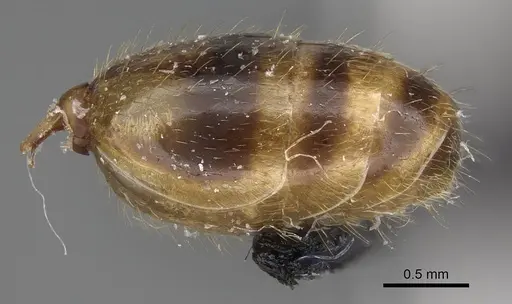 Royidris diminuta - CASENT0002419
