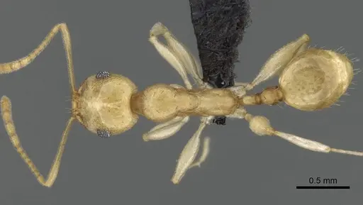 Royidris diminuta - CASENT0002420