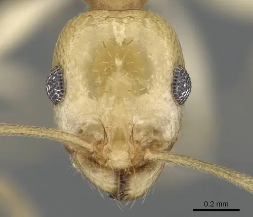 Royidris diminuta - CASENT0002420