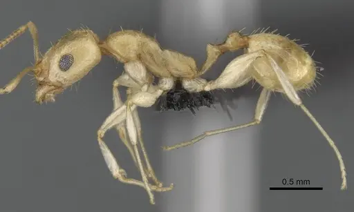 Royidris diminuta - CASENT0002420