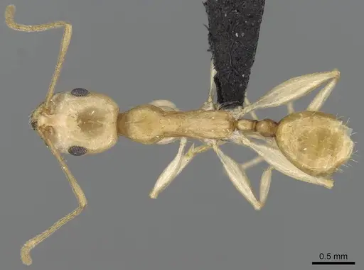 Royidris etiolata specimen