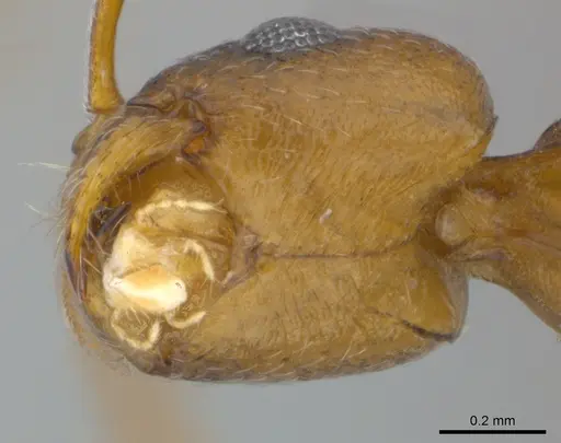 Royidris gravipuncta specimen