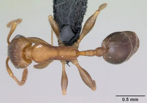 Royidris gravipuncta - CASENT0019273