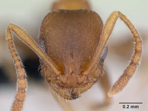 Royidris gravipuncta - CASENT0019273