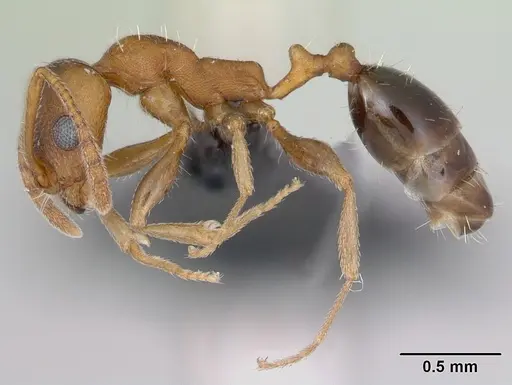 Royidris gravipuncta - CASENT0019273