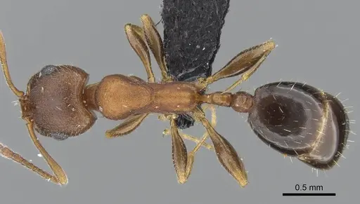 Royidris gravipuncta - CASENT0906901