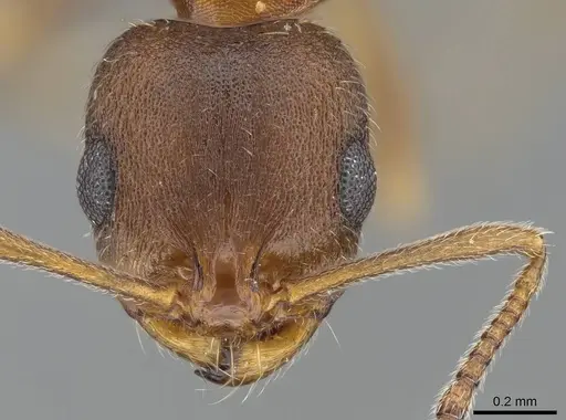 Royidris gravipuncta - CASENT0906901