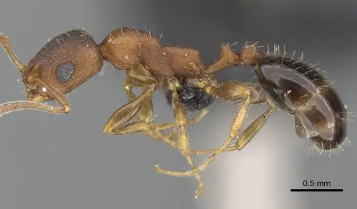 Royidris gravipuncta - CASENT0906901