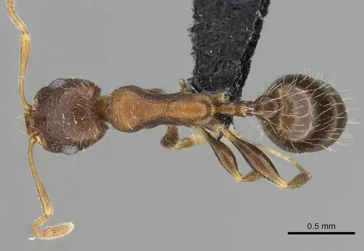 Royidris longiseta specimen