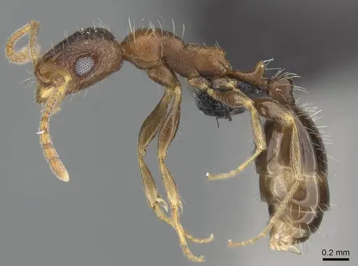 Royidris longiseta specimen