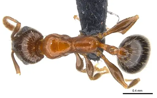 Royidris longiseta - CASENT0120396