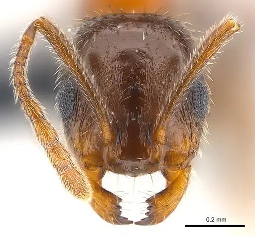 Royidris longiseta - CASENT0120396