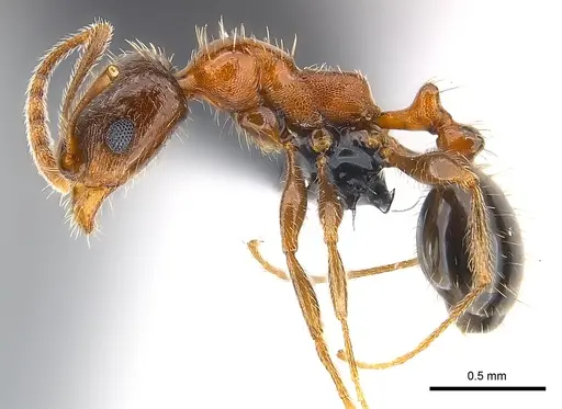 Royidris longiseta - CASENT0120396