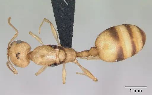 Royidris notorthotenes specimen