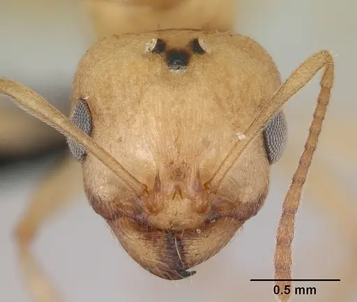 Royidris notorthotenes specimen