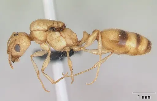 Royidris notorthotenes specimen