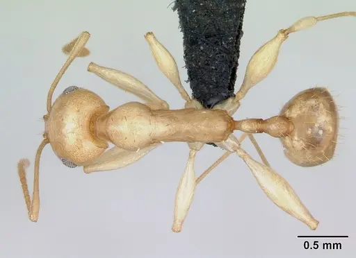 Royidris notorthotenes - CASENT0002219