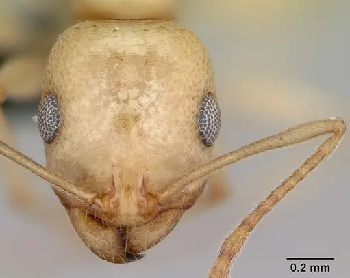 Royidris notorthotenes - CASENT0002219