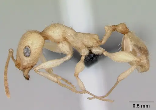 Royidris notorthotenes - CASENT0002219