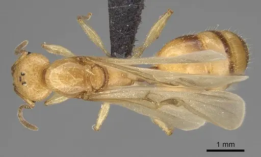 Royidris notorthotenes - CASENT0002227