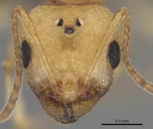 Royidris notorthotenes - CASENT0002227