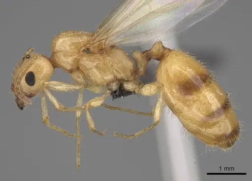 Royidris notorthotenes - CASENT0002227