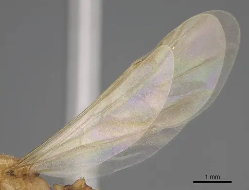 Royidris notorthotenes - CASENT0002227