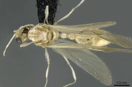 Royidris notorthotenes - CASENT0002239